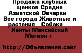 Продажа клубных щенков Средне Азиатской Овчарки - Все города Животные и растения » Собаки   . Ханты-Мансийский,Мегион г.